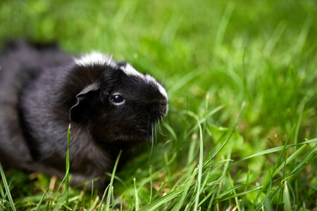 Black Guinea pig sitting outdoors in summer, Pet calico guinea pig grazes in the grass of his...