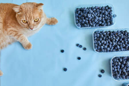 Flat lay of fresh organic juicy blueberries with cat on blue background, top view, copy space. Concept of healthy and dieting eating , antioxidant, vitamin, summer food.の写真素材
