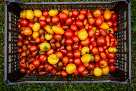 Different kinds of homegrown tomatoes, Assortment of tomatoes,  local farmers market, Fresh vegetables, Fresh harvest of  Red, yellow and orange tomato. Top view.の写真素材