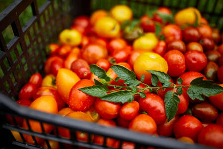 Different kinds of homegrown tomatoes, Assortment of tomatoes,  local farmers market, Fresh...