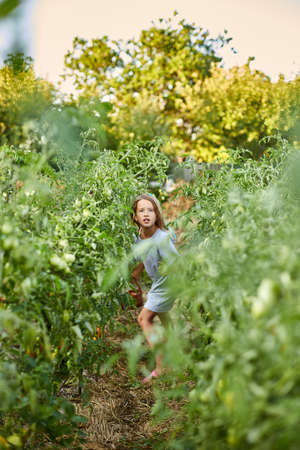 Little kid girl with basket in hand, runs through the rows of tomatoes, at home gardening, Vegetable food production. Tomato growing, autumn harvest.の写真素材