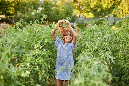 Little kid girl with basket in hand, having fun, harvest of organic red tomatoes at home gardening, Vegetable food production. Tomato growing, autumn harvest.の写真素材