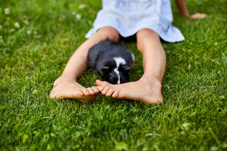 A little girl play with Black Guinea pig sitting outdoors in summer, Pet calico guinea pig grazes in the grass of his owner's backyard, love petsの写真素材