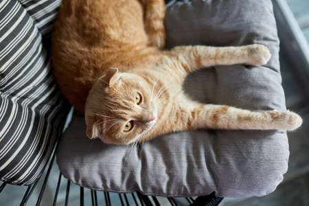 Top view Lazy tabby ginger cat relaxing on pillow placed on soft armchair in light modern living roomの写真素材