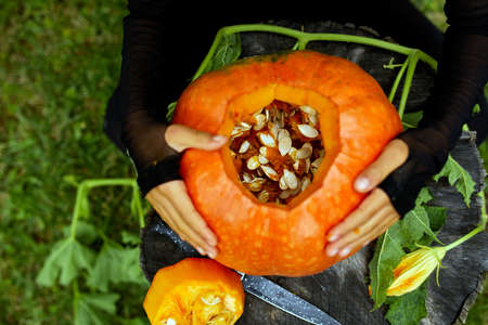 Girl, little child hands hold  pumpkin before carving for Halloween, Prepares Jack o'Lantern. Decoration for party, Little family helper, Top view, close up, View from above, copy spaceの写真素材