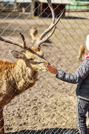 Cute Adult deer licks hand of a little girl, child, deers living in nature field, zoo, Wildlife and ecology concept, Urban lifestyle relax, Hipster on vacation with farm animals.の写真素材
