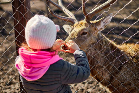 Cute Adult deer licks hand of a little girl, child, deers living in nature field, zoo, Wildlife and ecology concept, Urban lifestyle relax, Hipster on vacation with farm animals.の写真素材