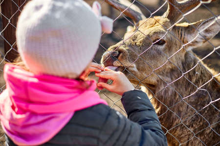 Cute Adult deer licks hand of a little girl, child, deers living in nature field, zoo, Wildlife and ecology concept, Urban lifestyle relax, Hipster on vacation with farm animals.の写真素材