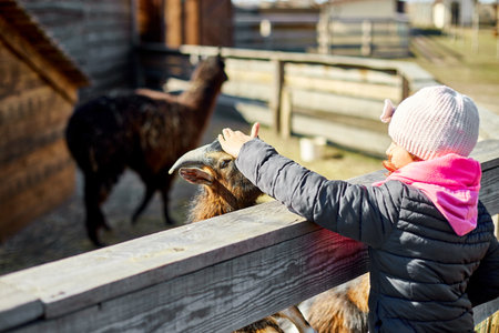 little girl scratches the head of a goat, Animal care farm, Wildlife and ecology concept, Urban lifestyle relax, Hipster on vacation with farm animals.の写真素材