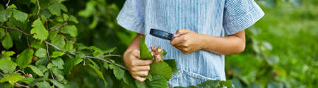 Banner The hand of a child, little girl , holding and look through magnifying glass on hazelnut tree in her backyard, Childhood lifestyle concept, Education, school conceptの写真素材
