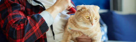 Banner Woman hold British redhead cat and combs it fur, female takes care of the domestic animal at home with daylight.の写真素材