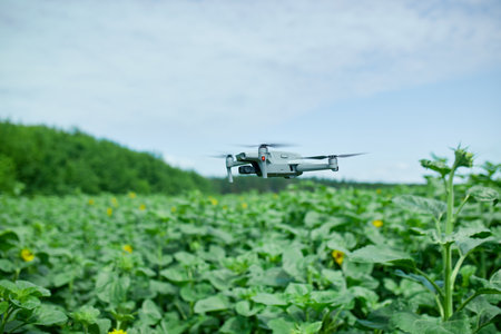 Close up of Fly drone on field of sunflowers, summer