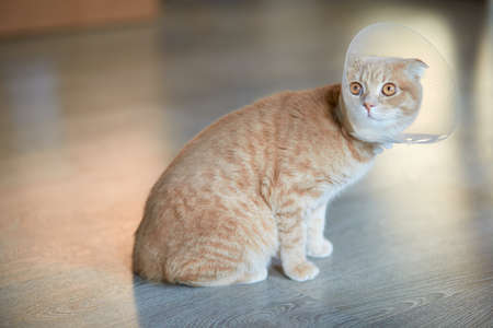 Cute beautiful cat with plastic cone collar after castration, Veterinary Concept.