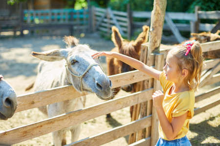 Little girl in contact farm zoo with donkeys in the countryside, a farm, Friendly Donkey in the paddock being social.の写真素材