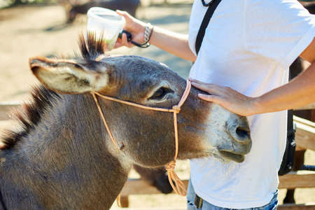 Man in contact farm zoo with donkeys in the countryside, a farm, Friendly Donkey in the paddock...