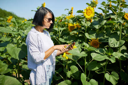 Woman farmer, bussineswoman hold tablet make sales online on field Organic sunflowers , growing seeds for production of vegetable oil. Smart farming digital agriculture, modern technology, businessの写真素材