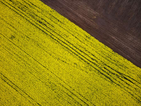 Bird's eye view from a drone of a passing canola crop, aerial view of spring rapeseed flower field.の写真素材