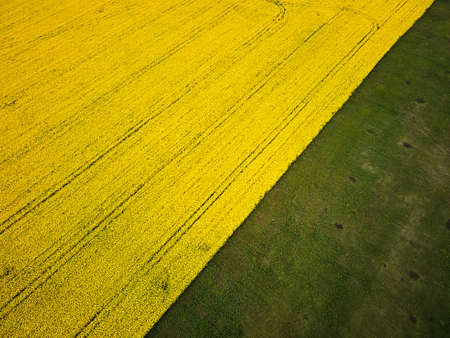 Bird's eye view from a drone of a passing canola crop, aerial view of spring rapeseed flower field.の写真素材