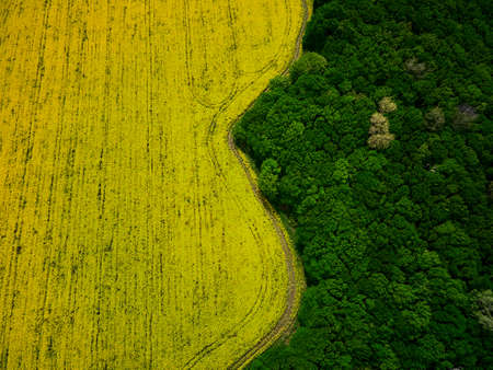 Bird's eye view from a drone of a passing canola crop, aerial view of spring rapeseed flower field.