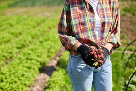 A young woman in a shirt holds a bunch of fresh red radishes in her hands, harvesting radishes from a veggie bed, working on farm.の写真素材