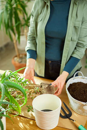 Woman transplanting Crassula plant into new pot at home, Replanting the plant into the pot Hobbies and leisure, Concept of home garden, green house, Biophilia design.の写真素材