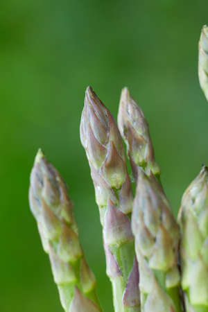 Spears of Fresh green asparagus in the sun, copy space for text. Harvest, ready to cook, healthy vegan diet, local food.の写真素材