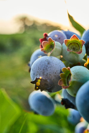 Blueberry bush on sunset, organic ripe with succulent berries, just ready to pick, Blueberries plant growing in a garden field, . Blue berry hanging on a branch, Bio, organic healthy foodの写真素材