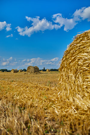 Hay, stacks bales with wheat, field after harvest with hay rolls Agriculture. Grain crop, harvesting...