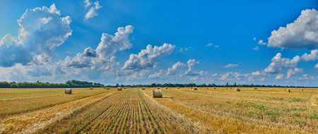 Panorama Hay, stacks bales with wheat, field after harvest with hay rolls Agriculture. Grain crop,...