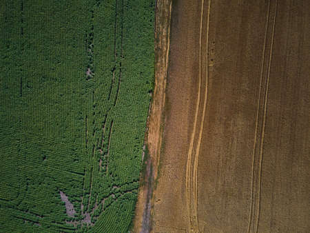 Drone aerial view of wheat harvest, wheat field background in the sun day, summer, agriculture