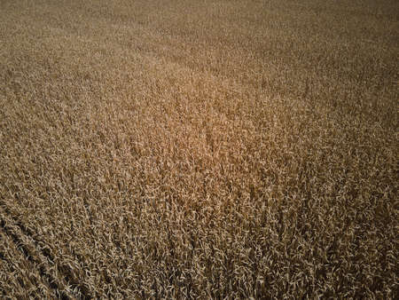 Drone aerial view of wheat harvest, wheat field background in the sun day, summer, agriculture