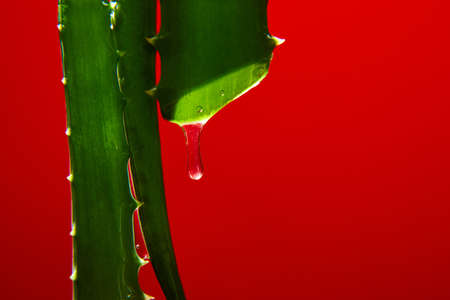 Alora vera leaf with juice, gel drips from the stems on red background, natural medical plant for organic cosmetics, alternative medicine, drop of aloe vera, copy spaceの写真素材