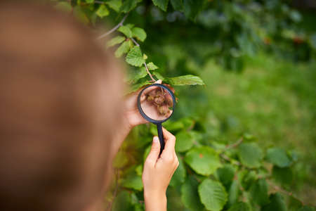 The hand of a child, little girl , holding and look through magnifying glass on hazelnut tree