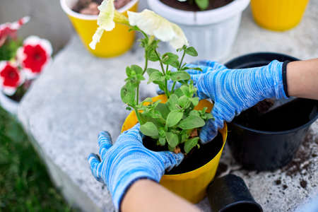 Woman planting petunia surfinia flowers pot, gardening concept at home backyard, Gardener in the summer or springtime garden.の写真素材