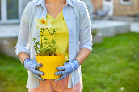 Woman hold in hands a pot of petunia surfinia flowers. Female getting ready to plant flowers. Gardener in the summer or springtime backyard at home.の写真素材
