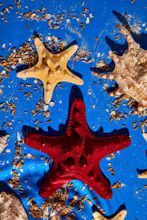 Flat lay background with starfish, seashells on blue water texture with sunlight, summer vacation...