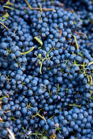 Harvest of ripe wine grape, prepare for pressing grapes to make wine old style.の写真素材