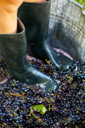 Crushing or press ripe grapes by fit in boots. Pressing grapes to make wine old style.の写真素材