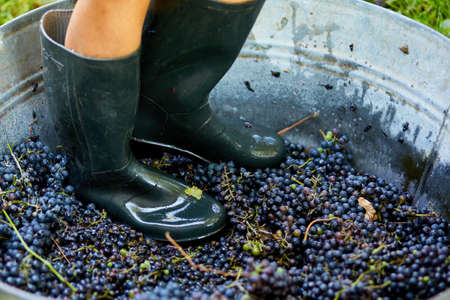 Crushing or press ripe grapes by fit in boots. Pressing grapes to make wine old style.の写真素材