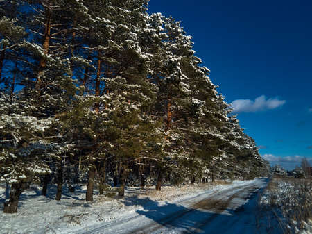 Frosty sunny winter landscape in snowy pine forest,の写真素材