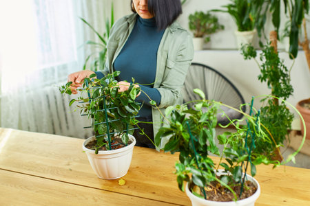 Woman gardener taking care of Mandevilla houseplant at home,の写真素材