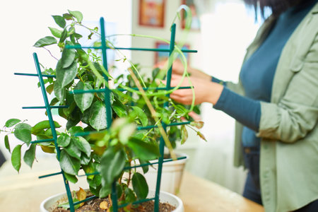Woman gardener taking care of Mandevilla houseplant at home,の写真素材