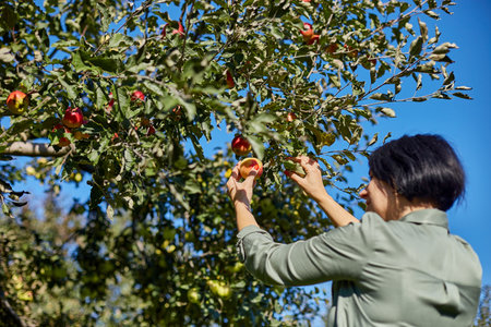 Woman hand picking a red ripe apple from treeの写真素材