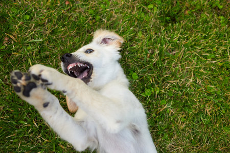Playful Puppy Enjoying a Golden Retriever on the Green Grass During a Sunny Dayの写真素材