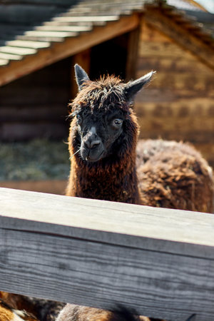 A solitary brown alpaca looks directly at the camera with an inquisitive expression, amidst the rustic setting of a farmyard with wooden fences and a barn.の写真素材