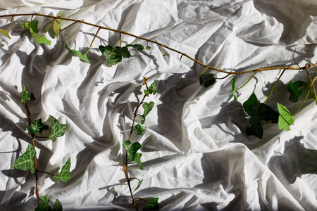 Ivy branches with green leaves rest atop wrinkled white fabric, revealing natural beauty in soft lighting. Shadows and textures merge in this calm composition.の写真素材