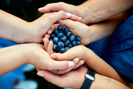 Hands of family members come together, showcasing freshly harvested blueberries. The joyful moment captures summer's bounty and family connection.の写真素材