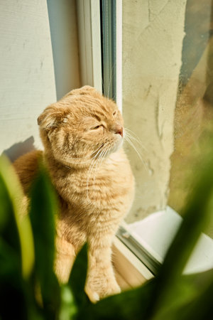 A ginger Scottish Fold cat relaxes by a sunny window, basking in sunlight and sitting next to a green flower pot. The warmth creates a peaceful ambiance in the home.の写真素材
