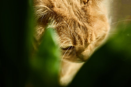 A ginger Scottish Fold cat relaxes by a sunny window, basking in sunlight and sitting next to a green flower pot. The warmth creates a peaceful ambiance in the home.の写真素材