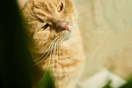 A ginger Scottish Fold cat relaxes by a sunny window, basking in sunlight and sitting next to a green flower pot. The warmth creates a peaceful ambiance in the home.の写真素材
